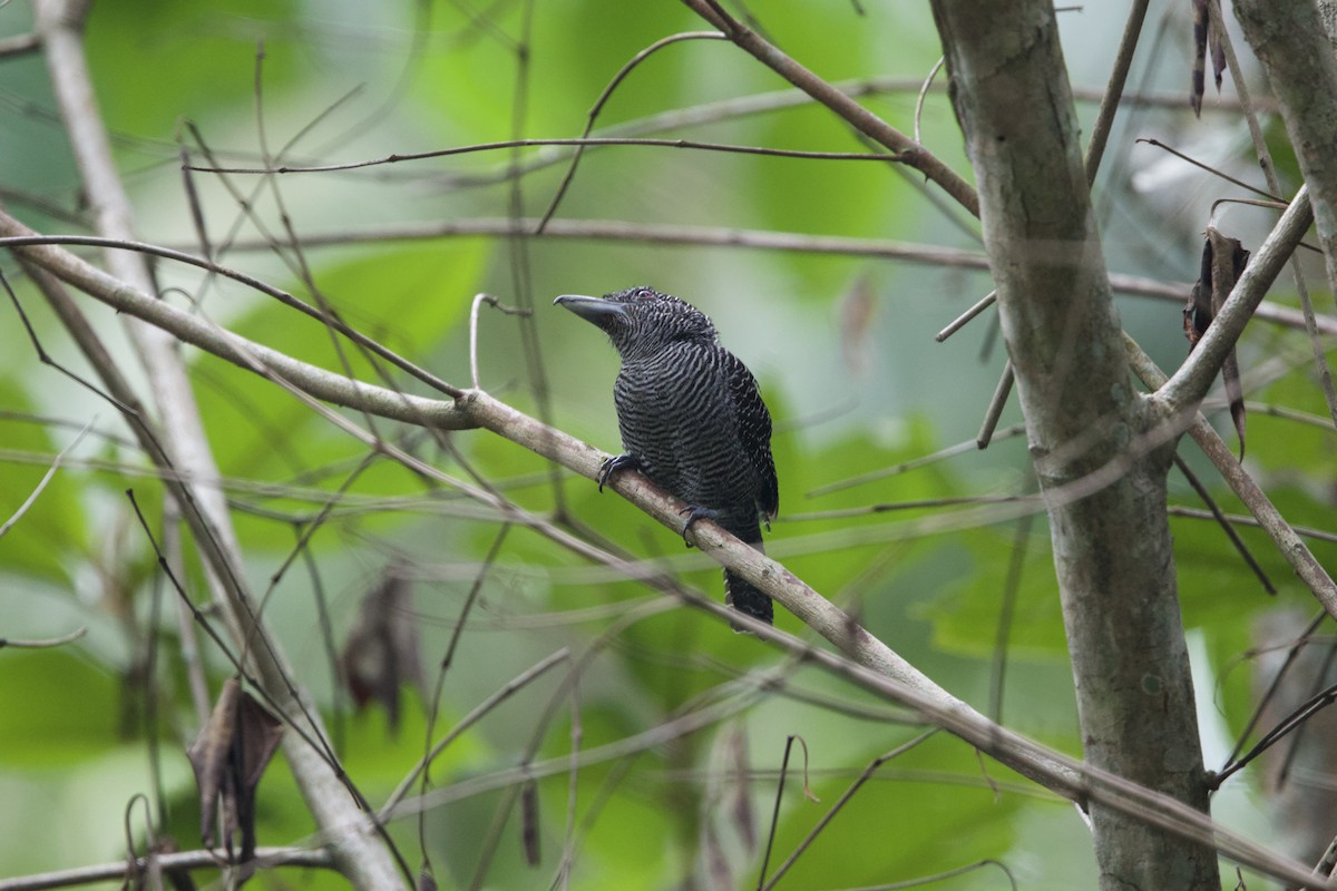 Fasciated Antshrike - ML637655785