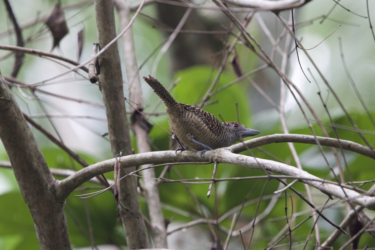 Fasciated Antshrike - ML637655786