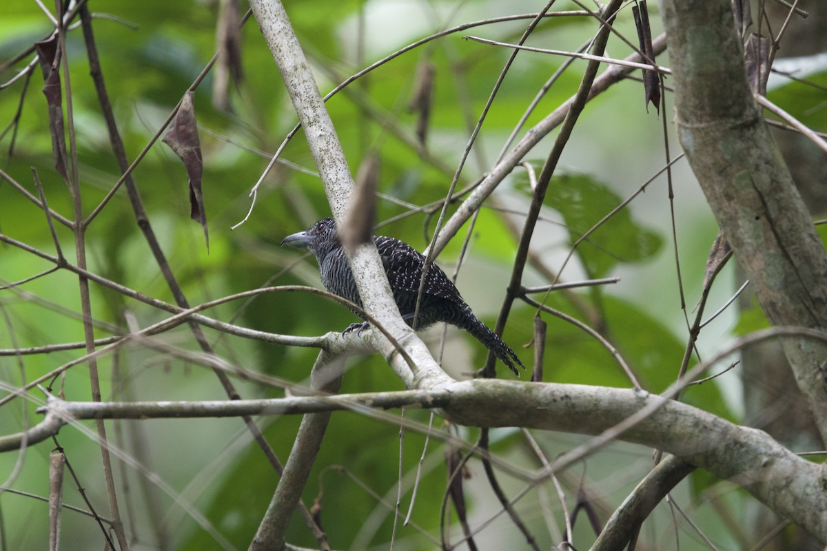 Fasciated Antshrike - ML637655787