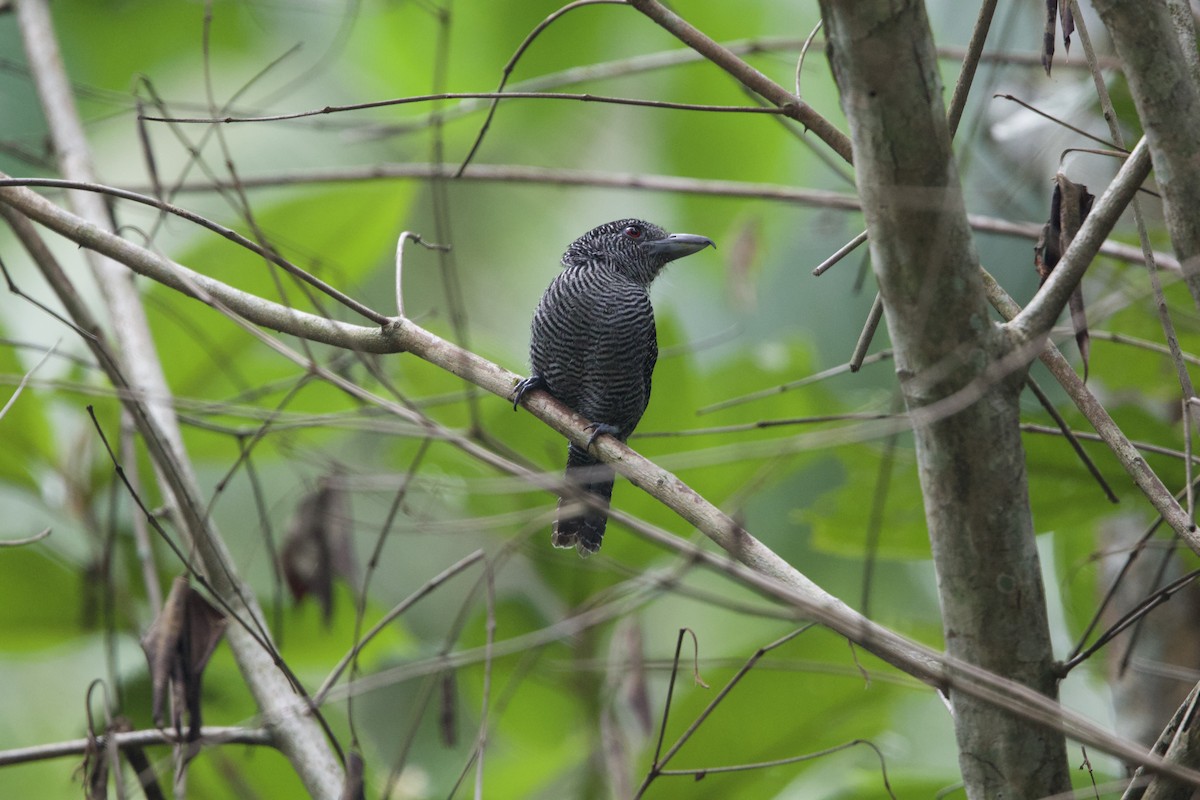 Fasciated Antshrike - ML637655788