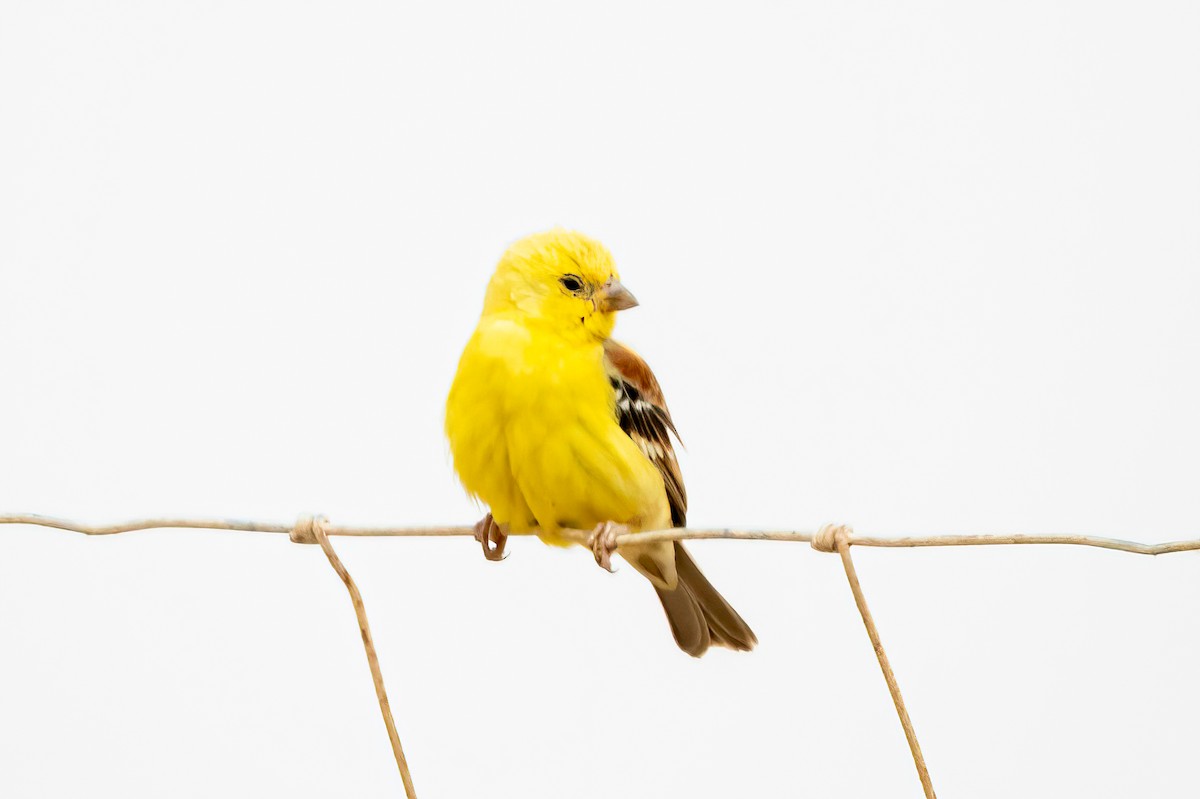 Sudan Golden Sparrow - ML637655832