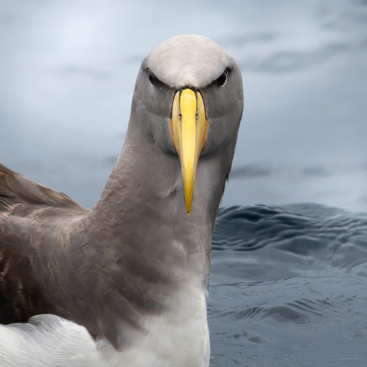 Chatham Albatross - ML637655970