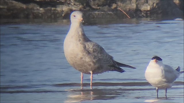 Larus, unbestimmt - ML637656096