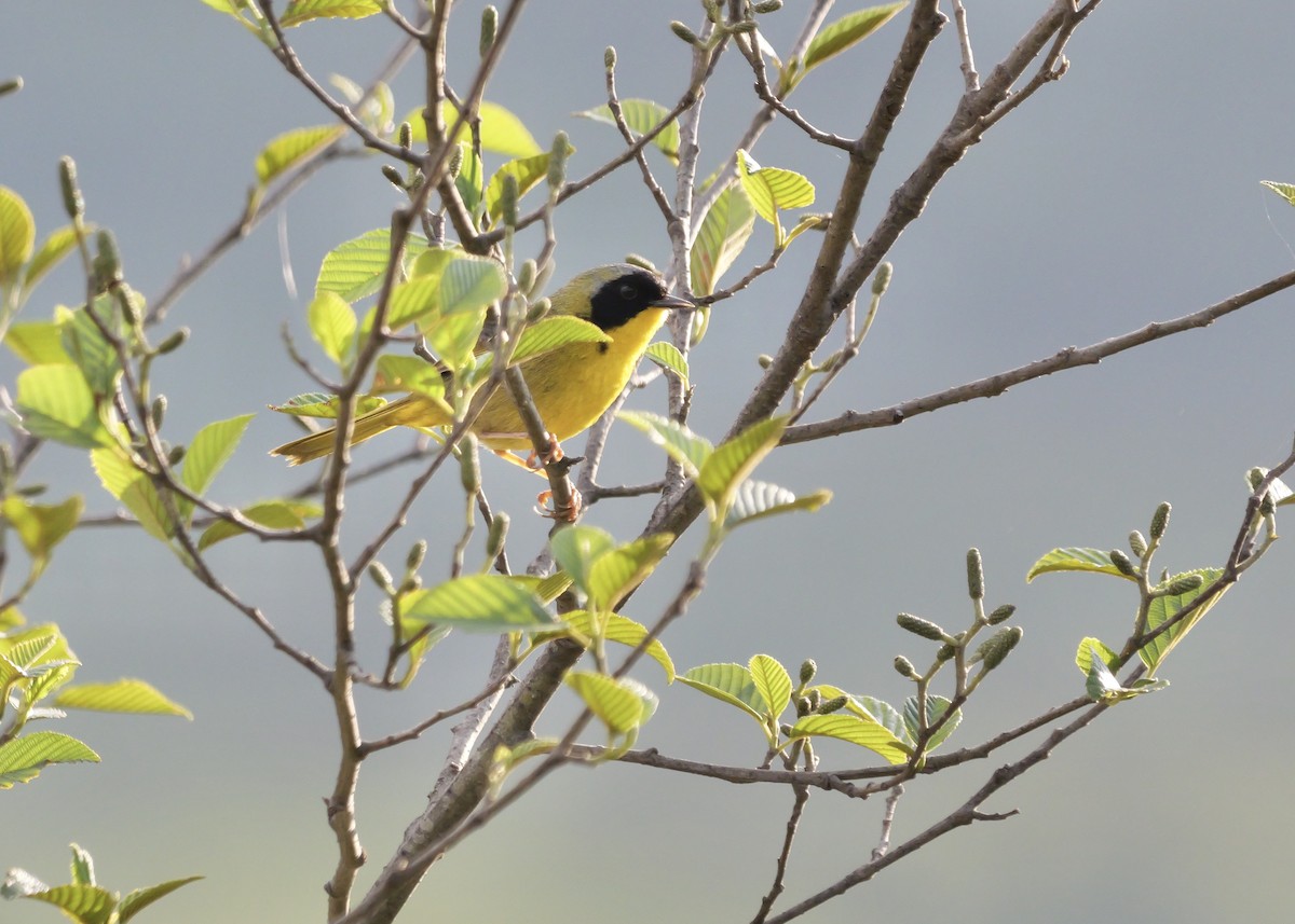 Hooded Yellowthroat - ML637656123