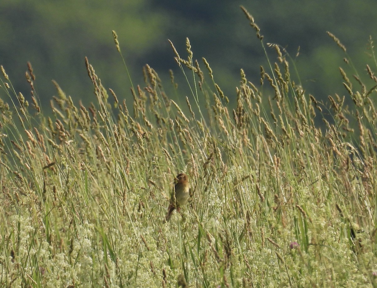 Bobolink - ML637656145