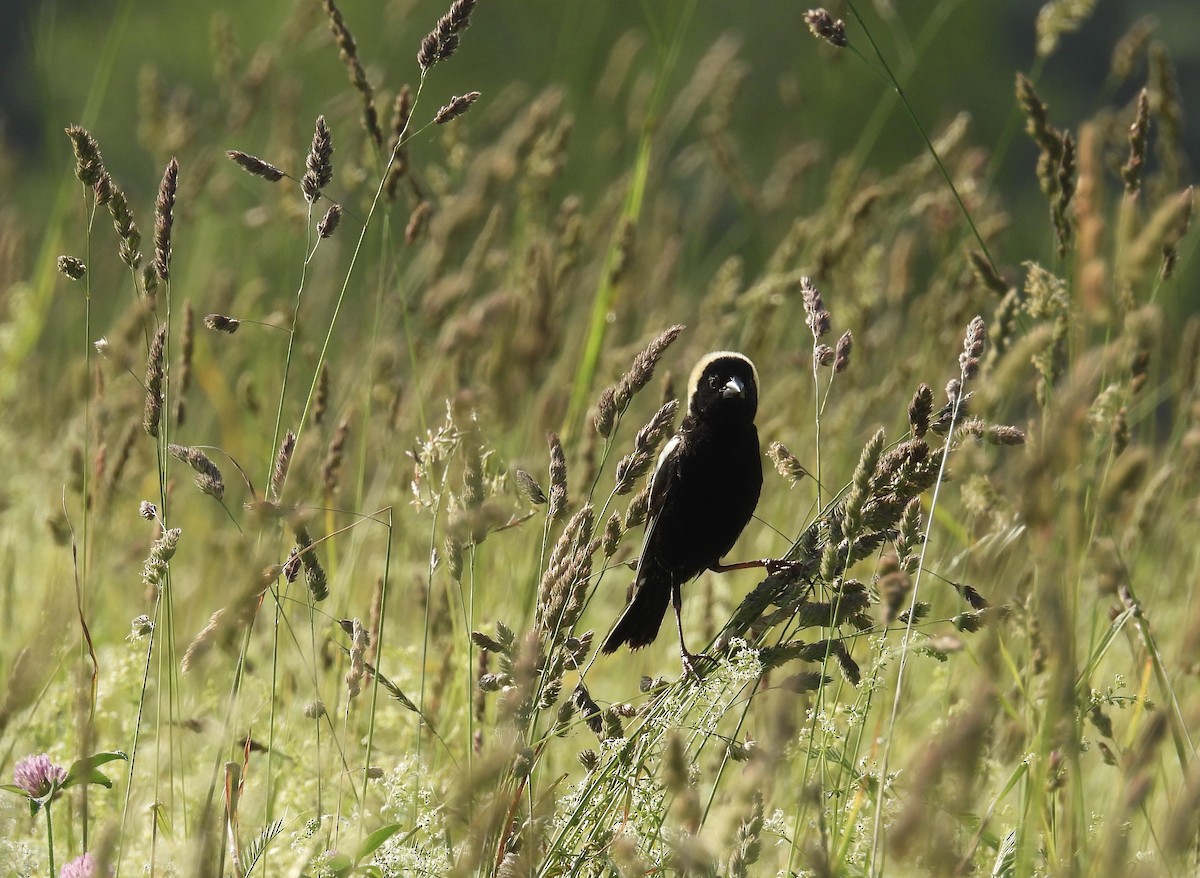 Bobolink - ML637656146