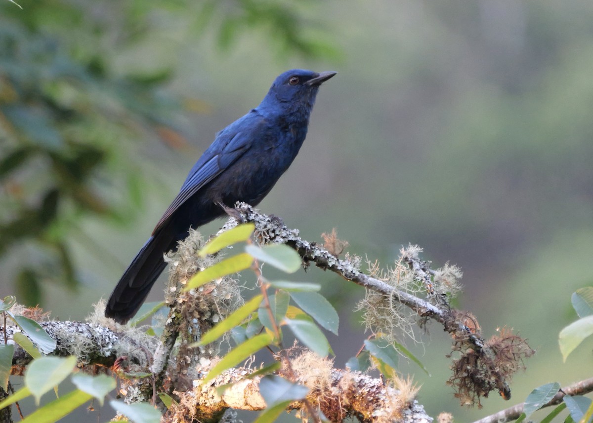 Unicolored Jay - ML637656176