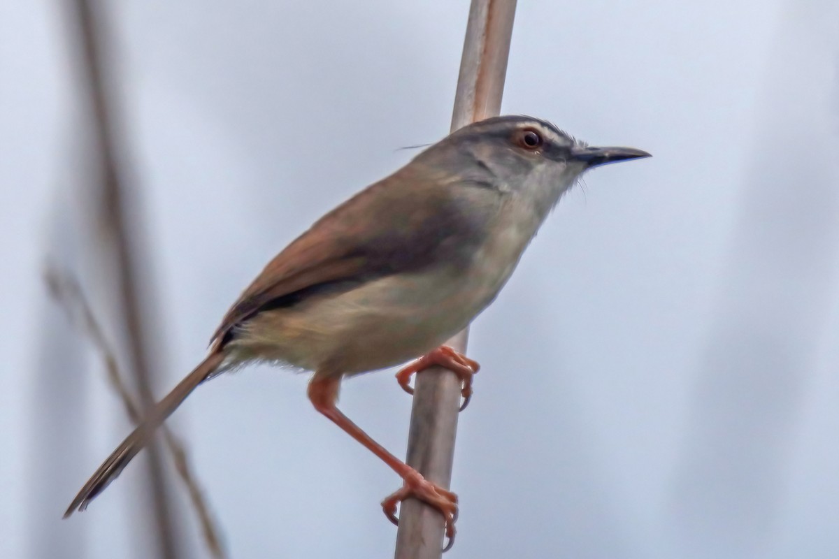 Rufescent Prinia - ML637656182