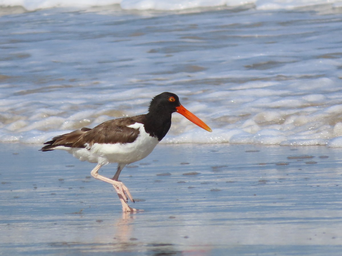 American Oystercatcher - ML637656227