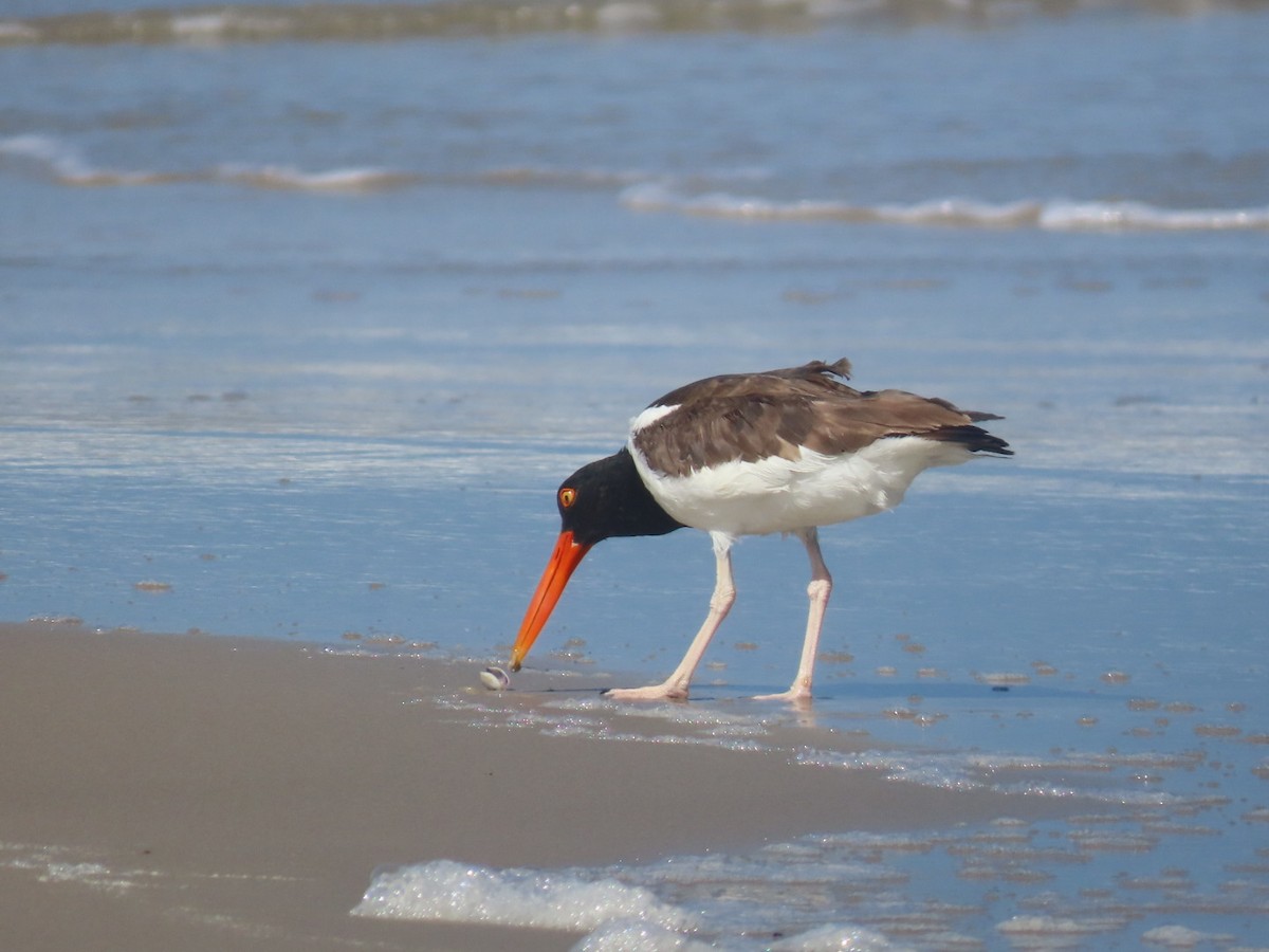 American Oystercatcher - ML637656228