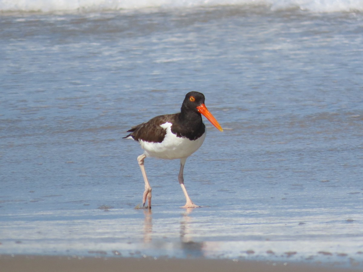 American Oystercatcher - ML637656229