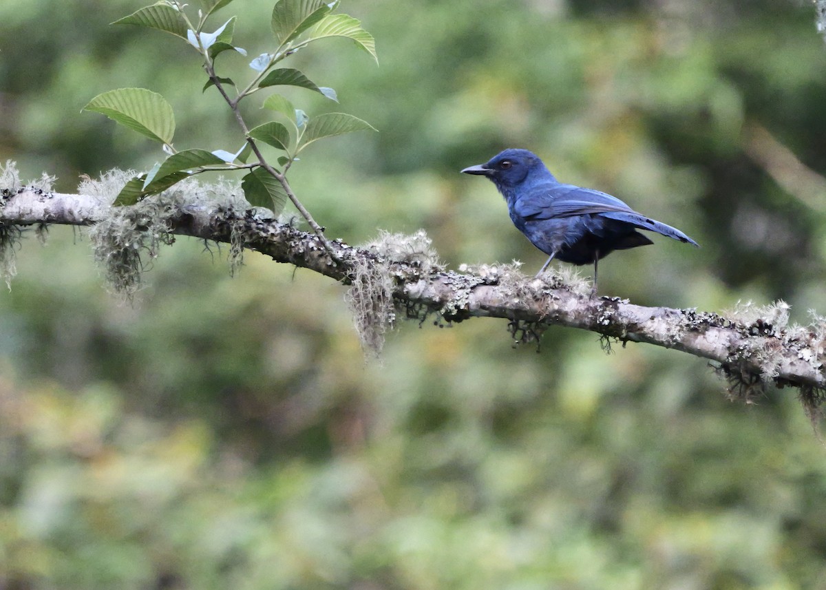Unicolored Jay - ML637656231