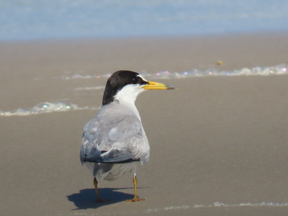 Least Tern - ML637656263