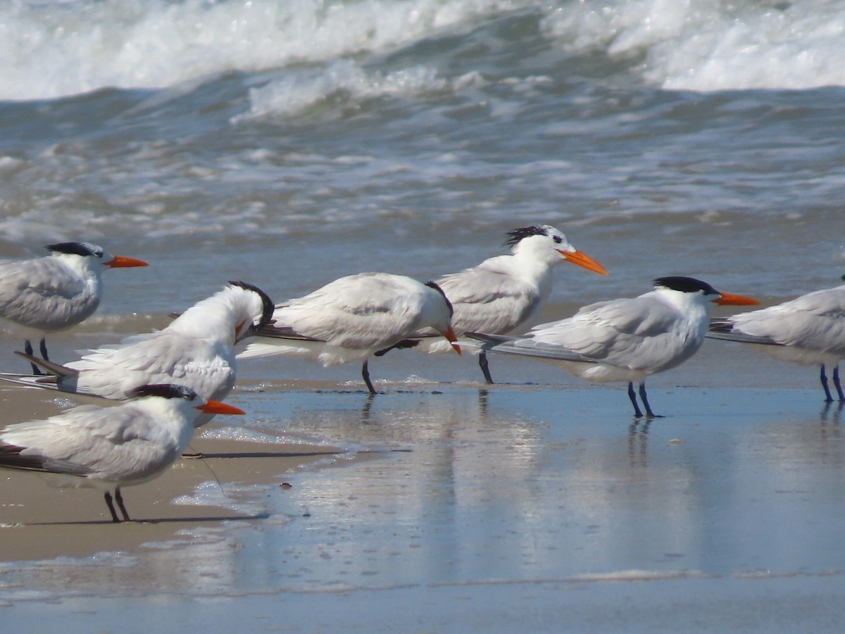 Royal Tern - ML637656280