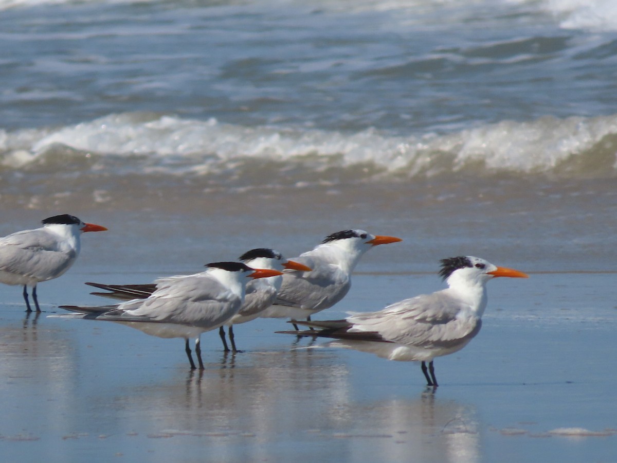 Royal Tern - ML637656281