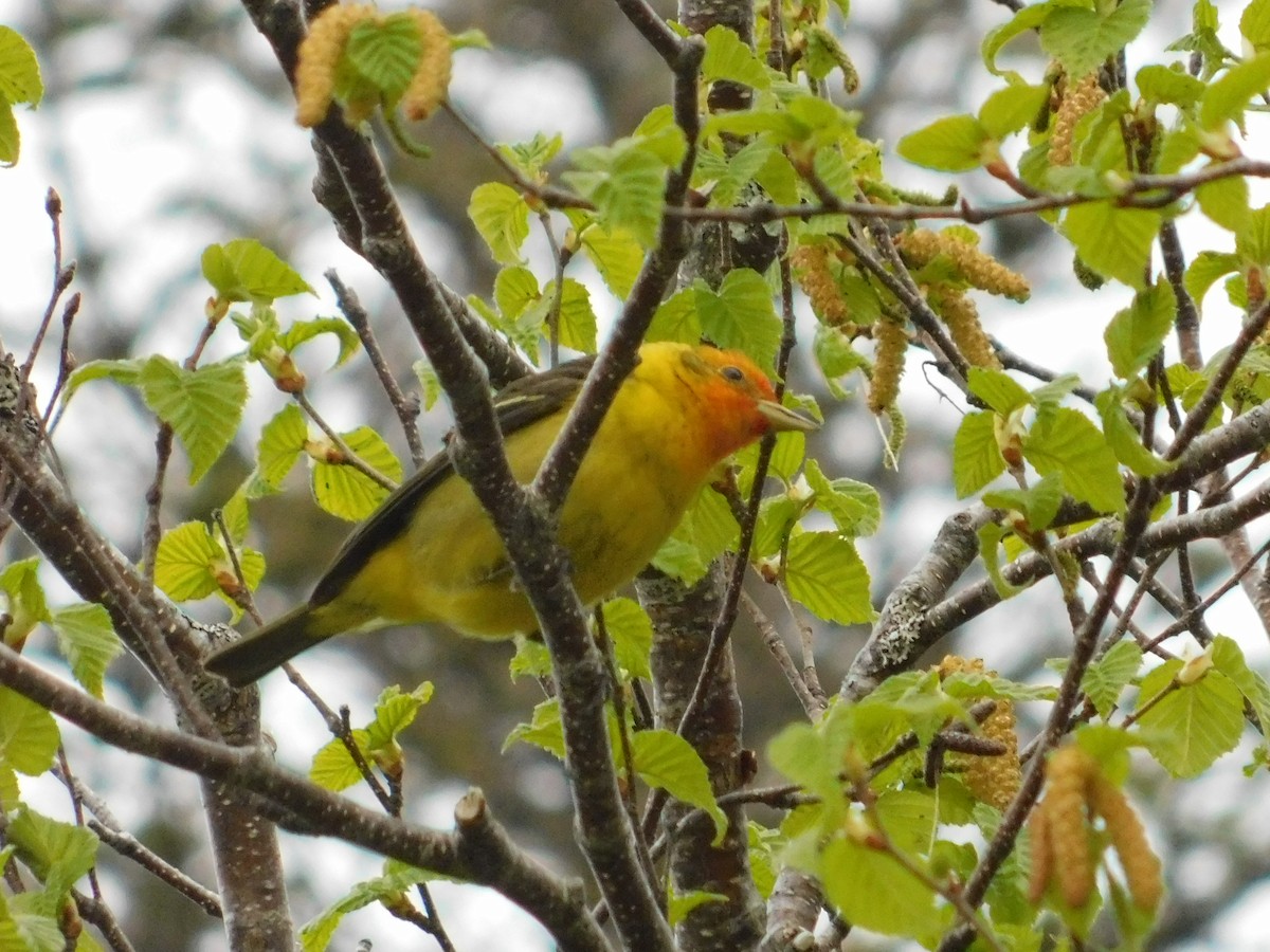 Western Tanager - ML637656303