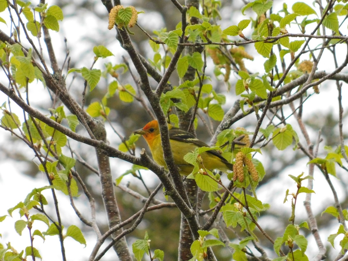 Western Tanager - ML637656304