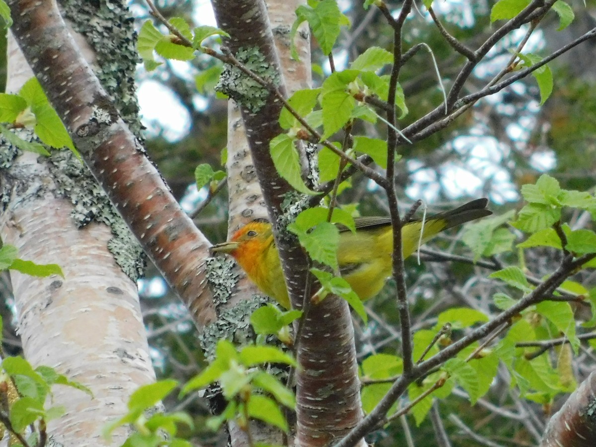 Western Tanager - ML637656324