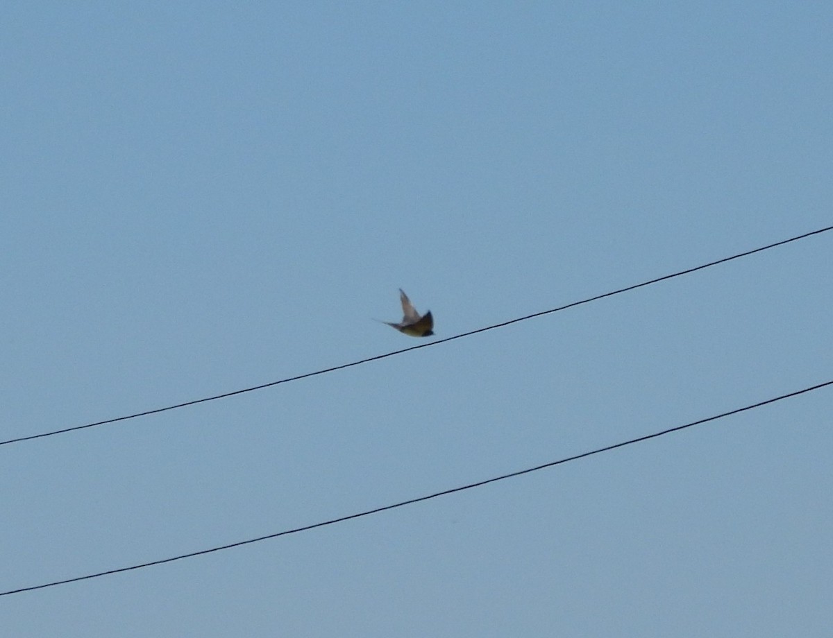 Barn Swallow - ML637656375