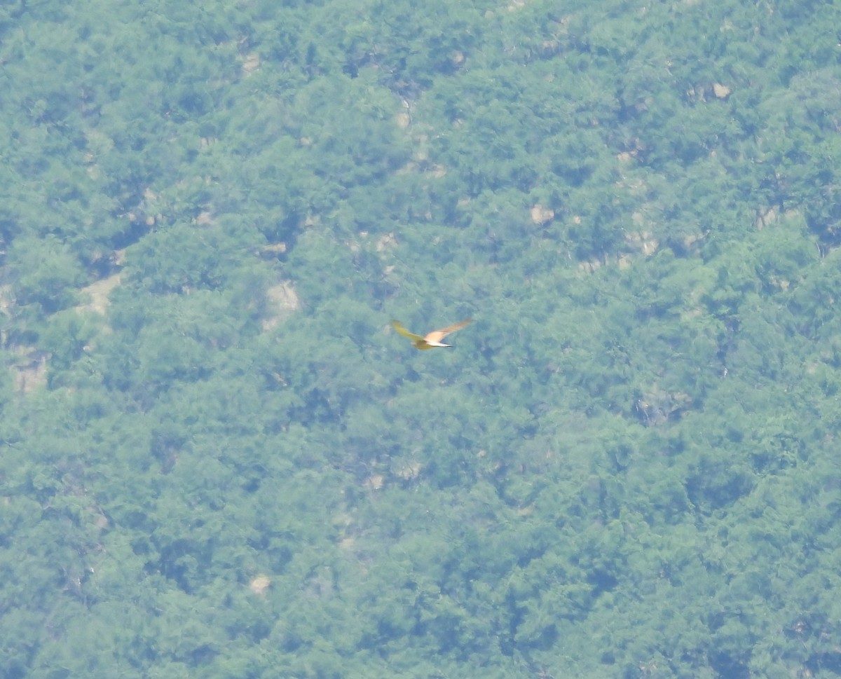 Eurasian Kestrel - ML637656382