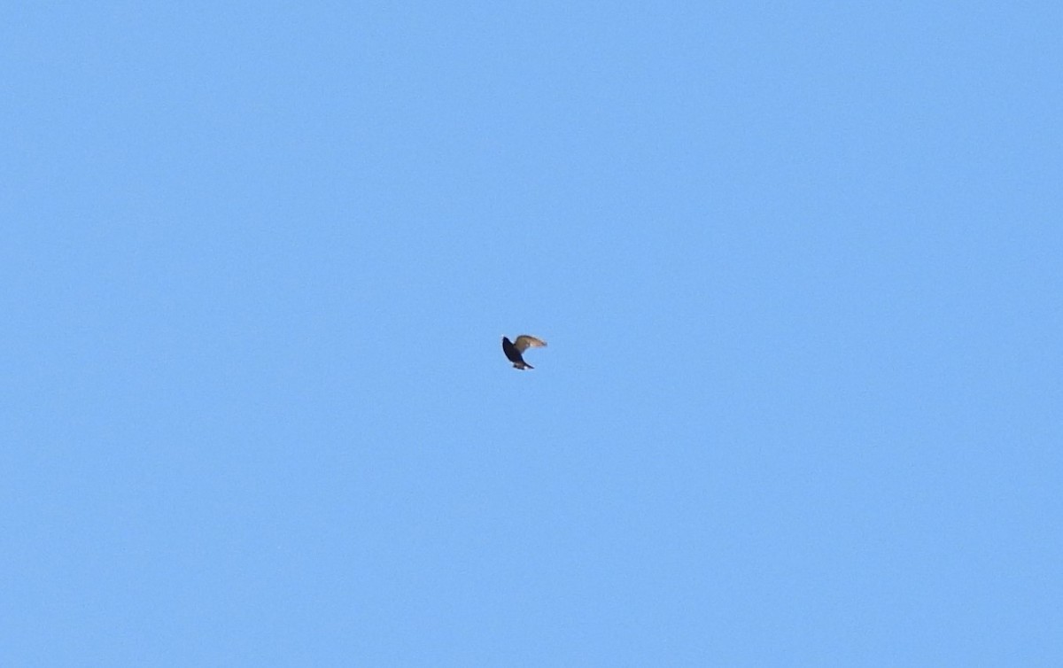 European Starling - ML637656441