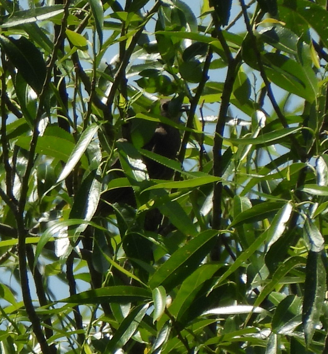 Great Reed Warbler - ML637656536