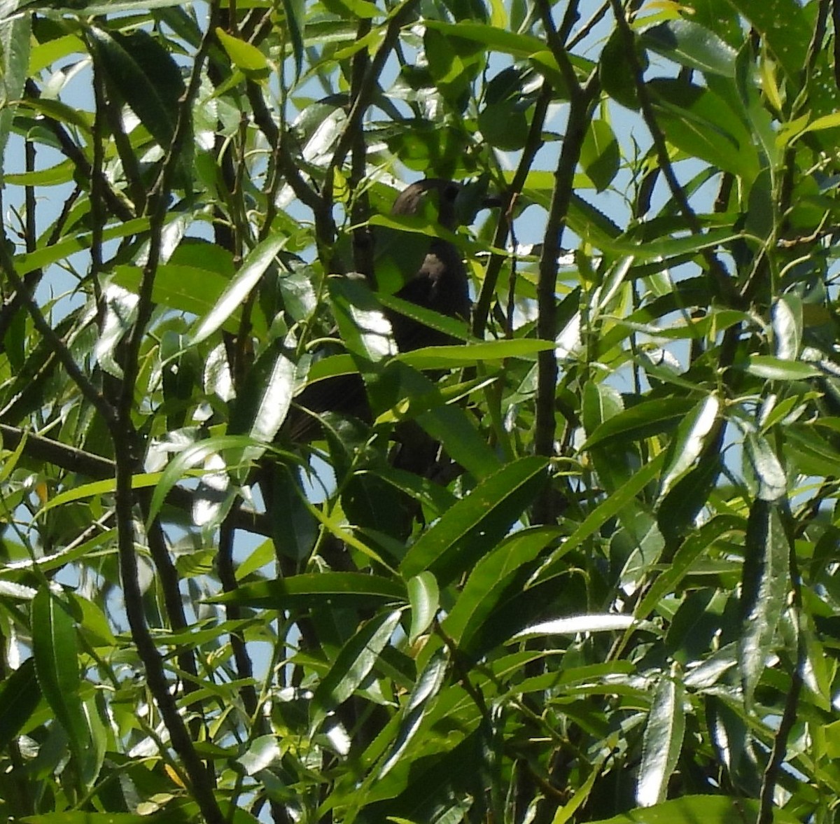 Great Reed Warbler - ML637656537