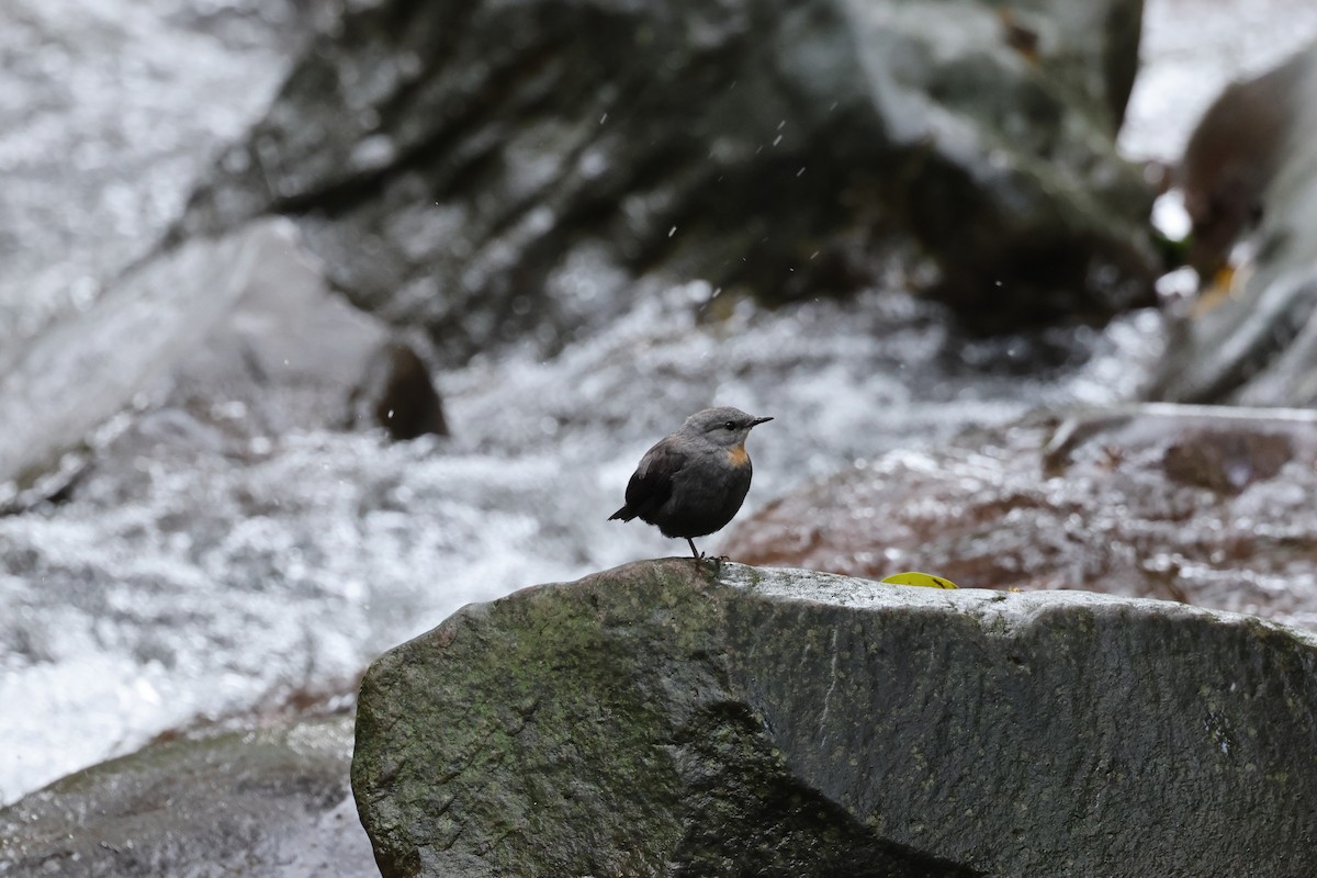 Rufous-throated Dipper - ML637656568