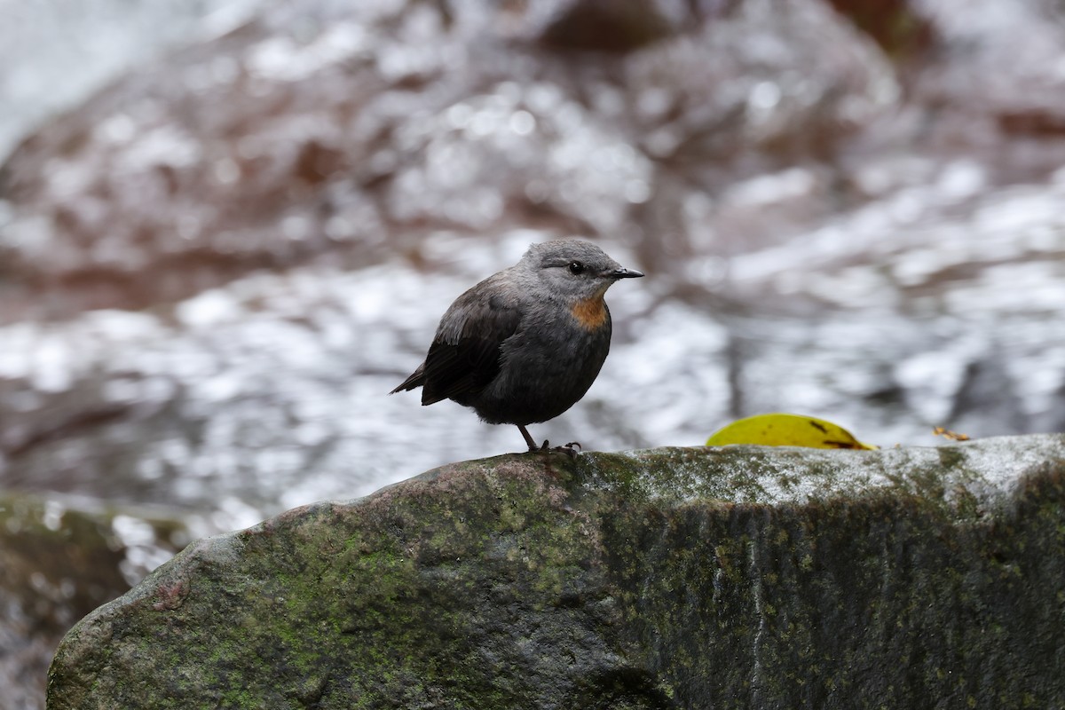 Rufous-throated Dipper - ML637656571