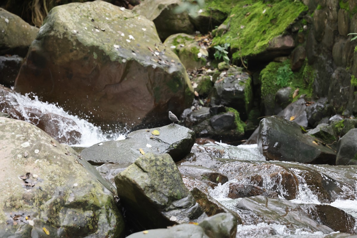 Rufous-throated Dipper - ML637656573