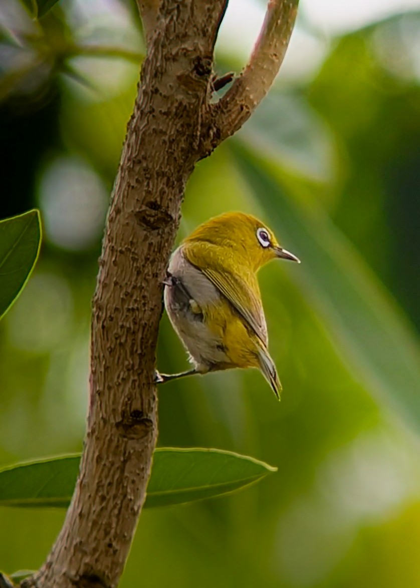 Indian White-eye - ML637656605