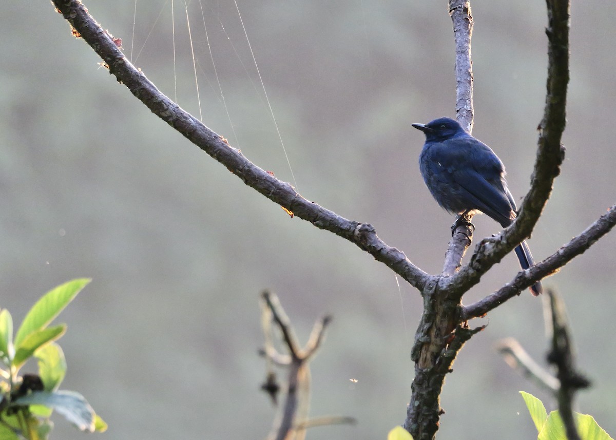 Unicolored Jay - ML637656669