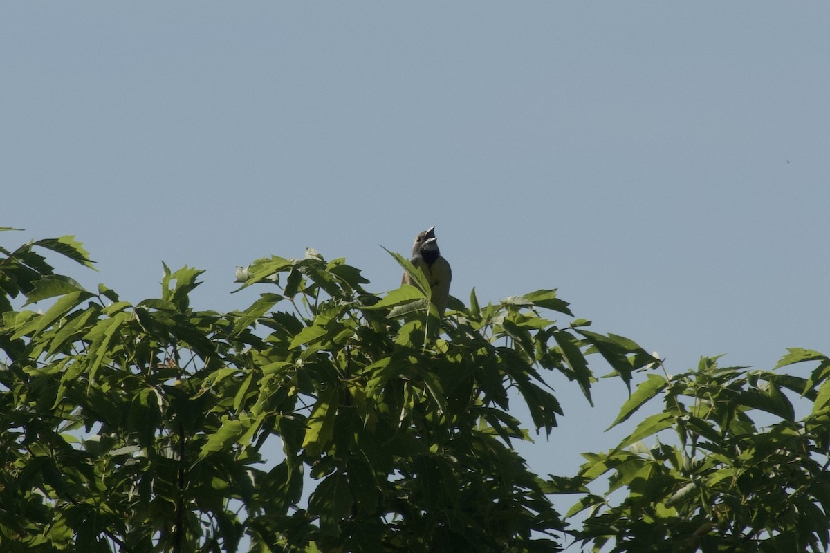 Dickcissel - ML637656706