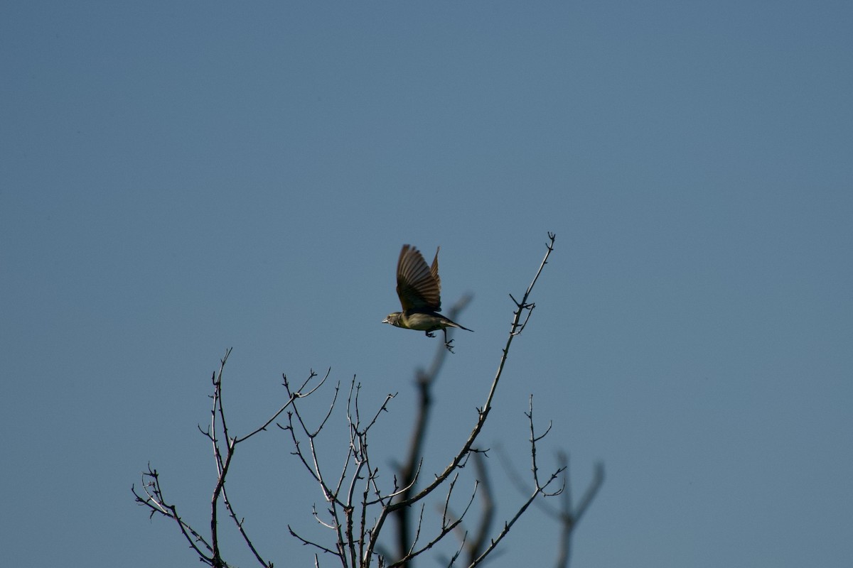 Dickcissel - ML637656709