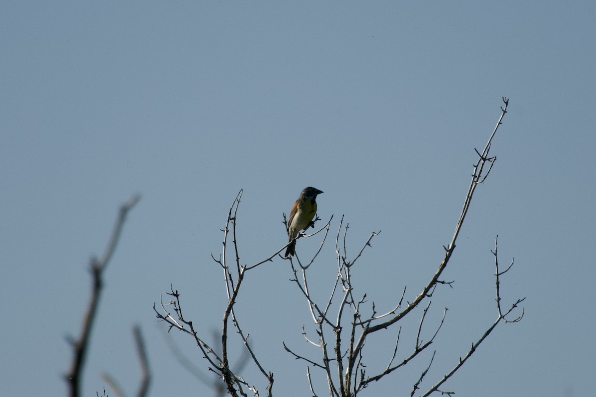 Dickcissel - ML637656712
