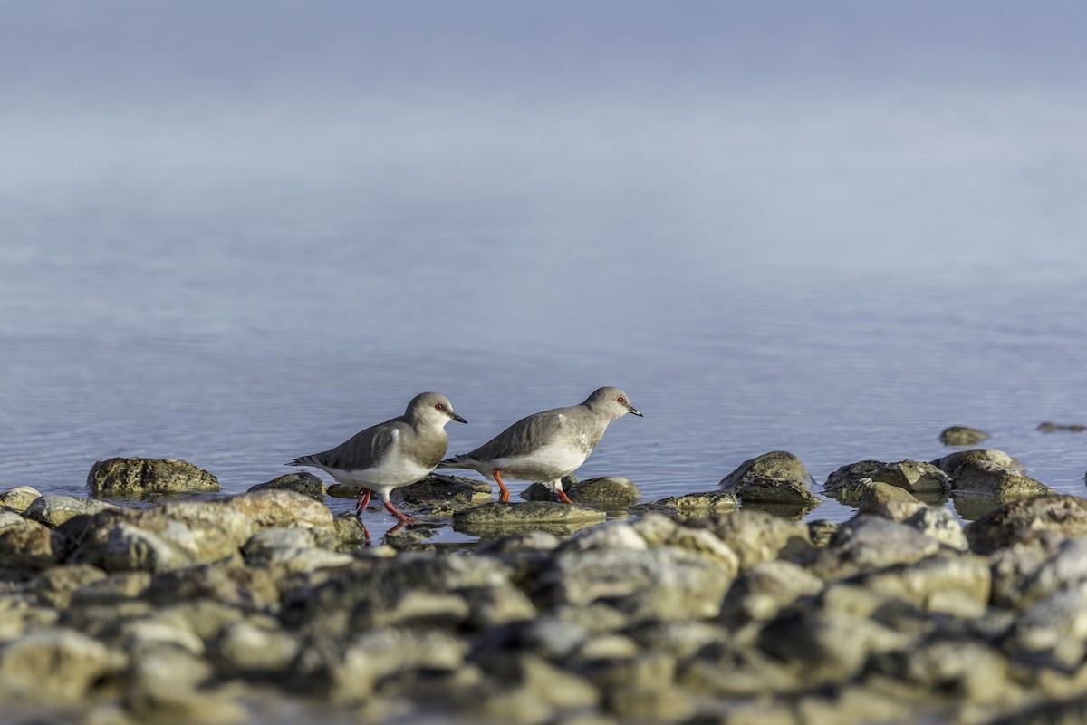 Magellanic Plover - ML637656772