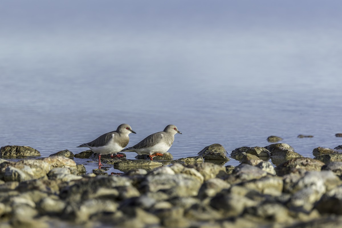 Magellanic Plover - ML637656778
