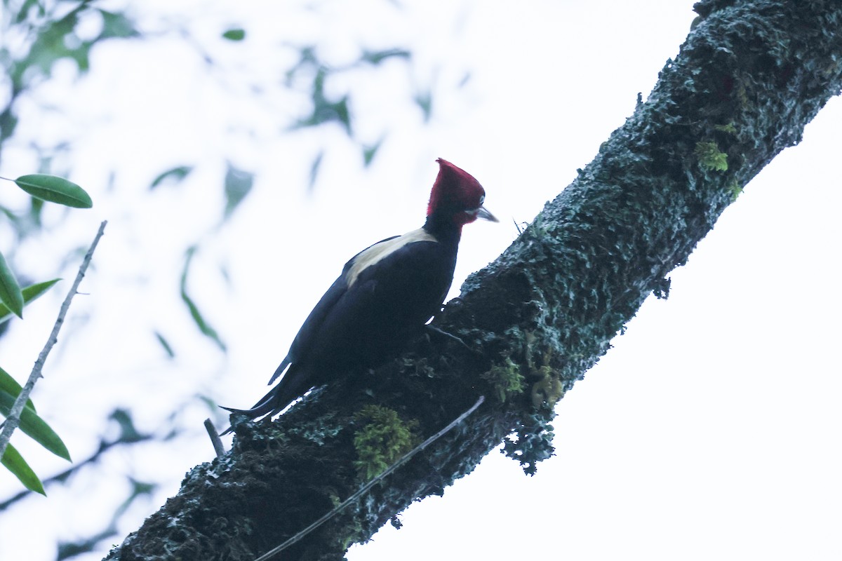 Cream-backed Woodpecker - ML637656835