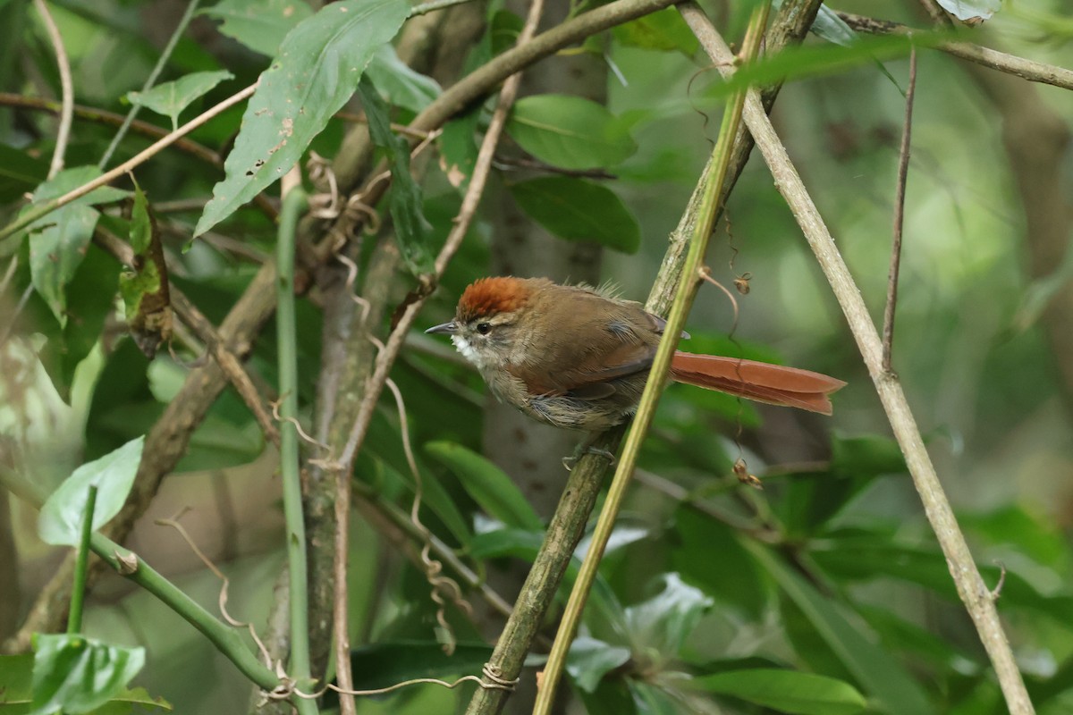 Azara's Spinetail - ML637656861