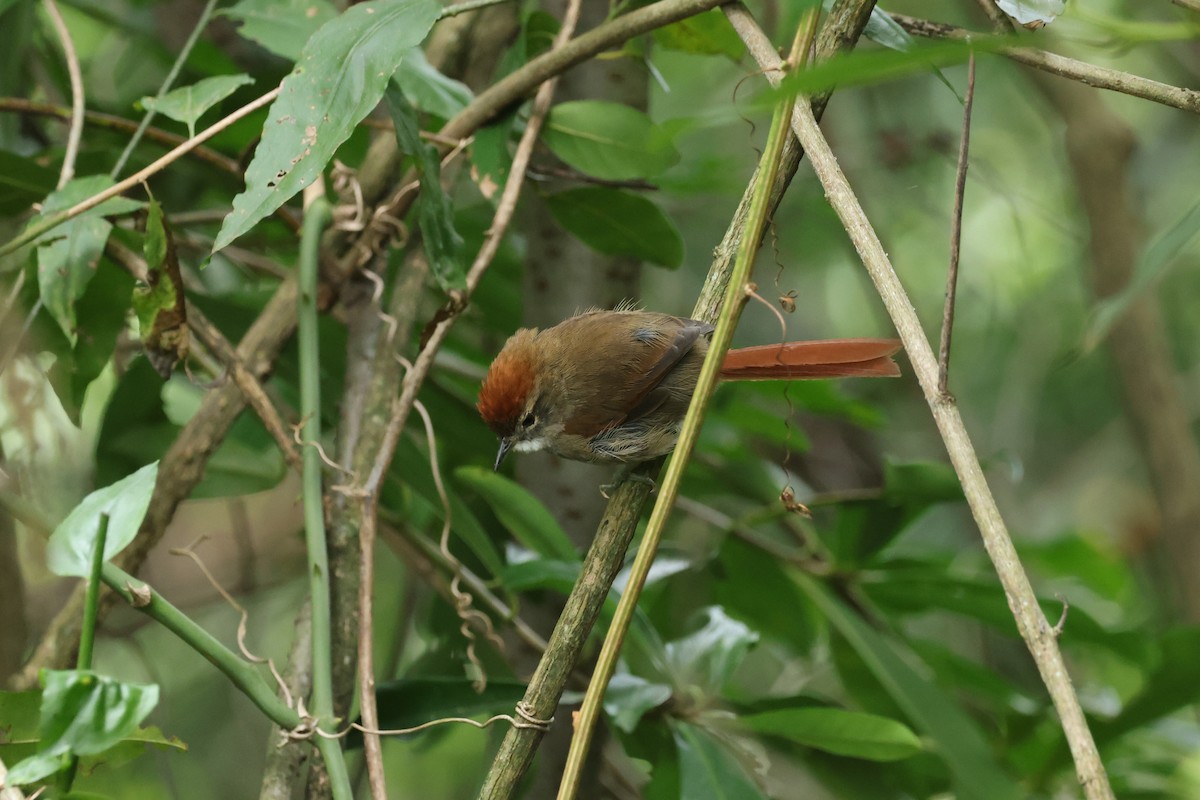 Azara's Spinetail - ML637656862