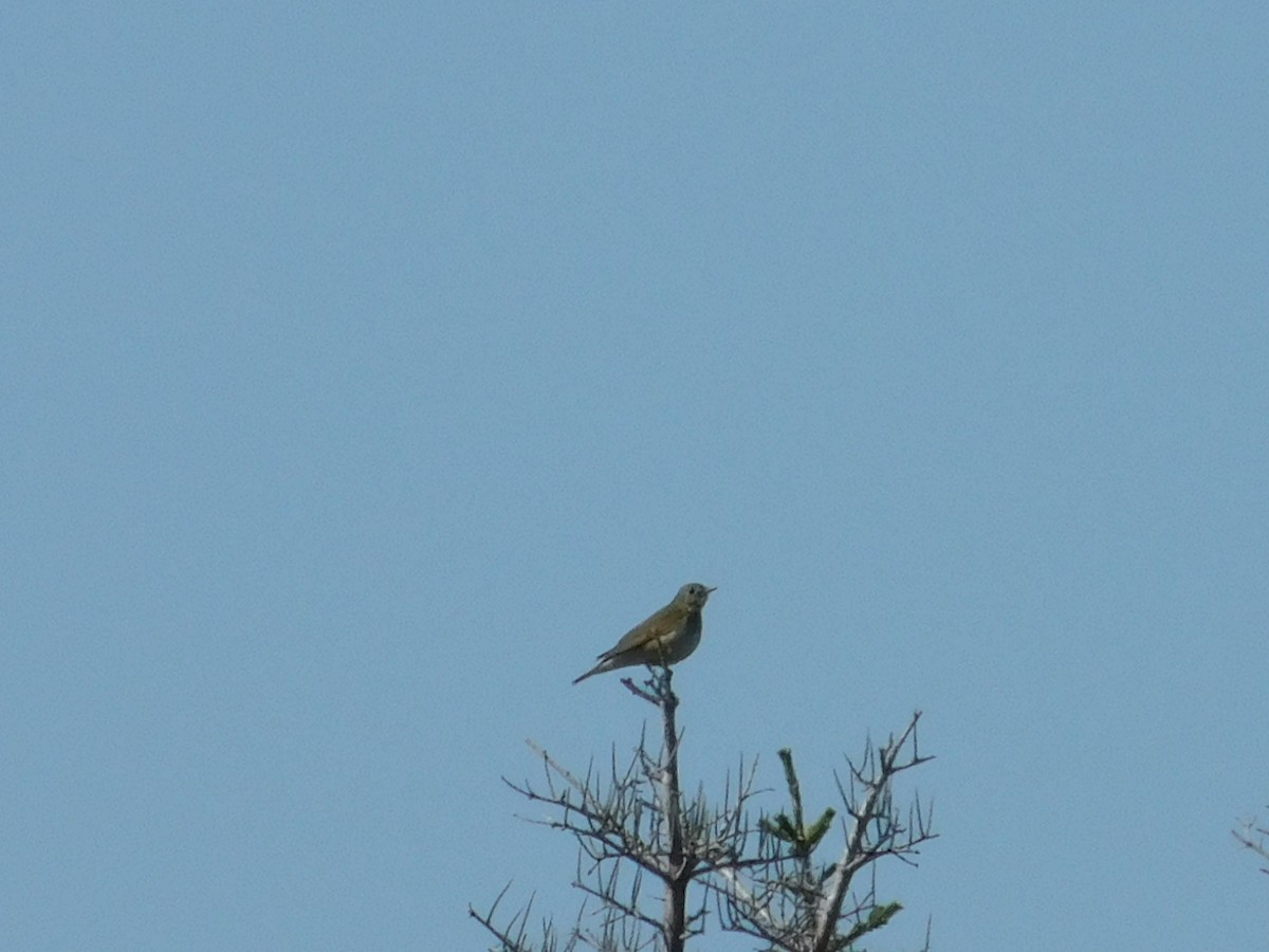 Gray-cheeked Thrush - ML637656881