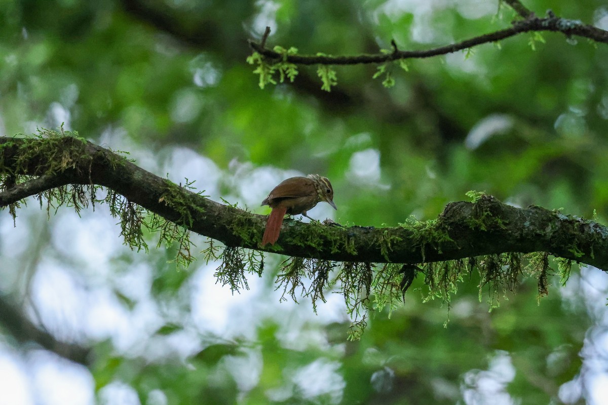Buff-browed Foliage-gleaner - ML637656886