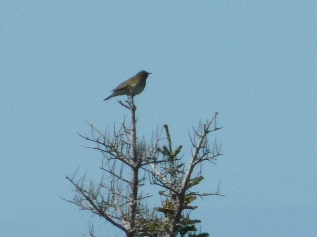 Gray-cheeked Thrush - ML637656897