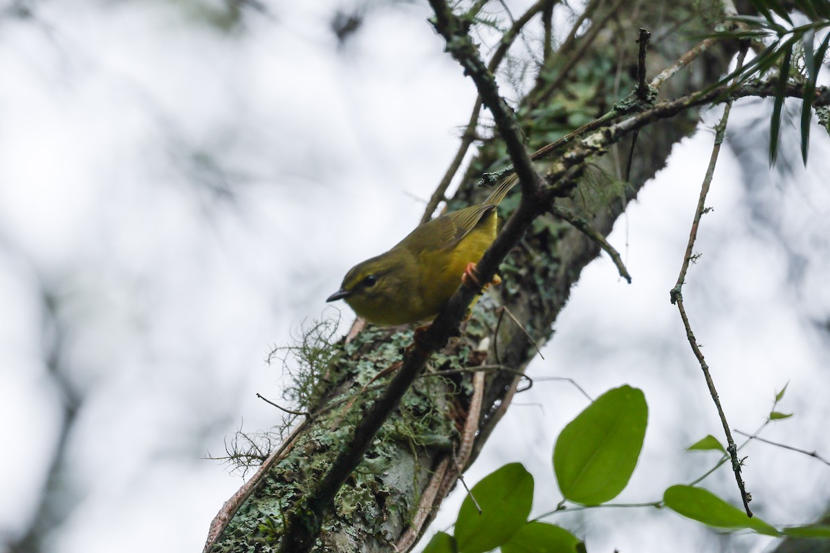 Two-banded Warbler - ML637656986