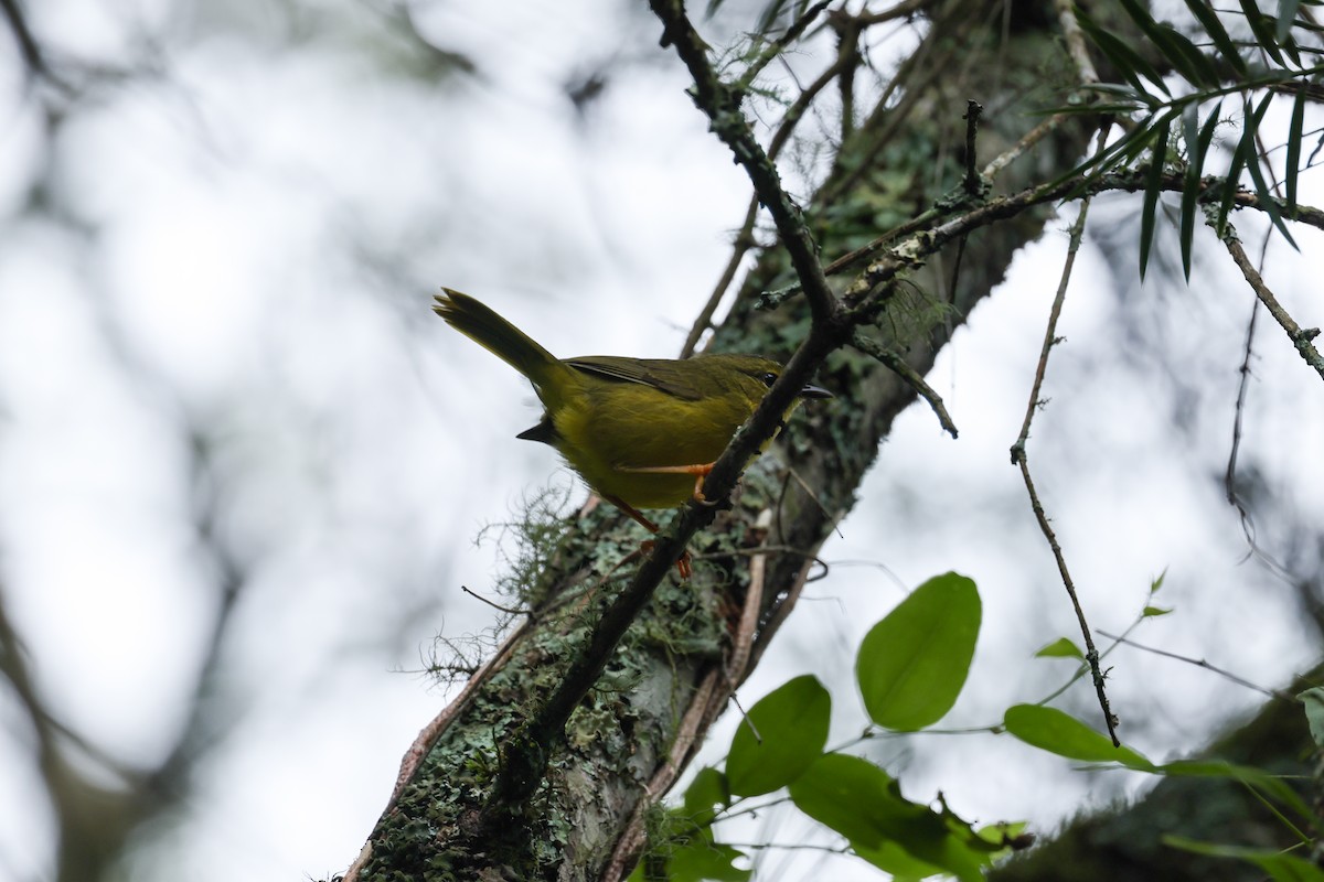 Two-banded Warbler - ML637656987
