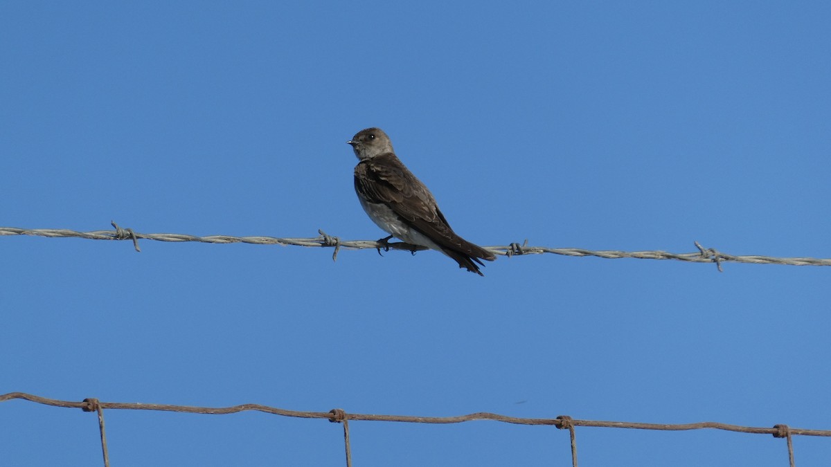 Northern Rough-winged Swallow - ML637657012