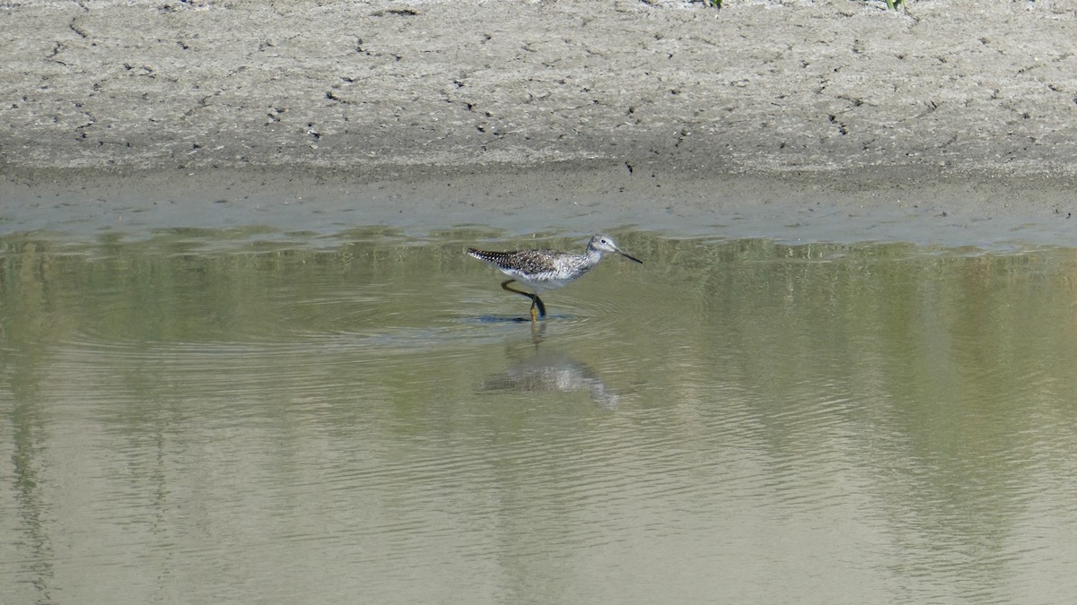 Greater Yellowlegs - ML637657067