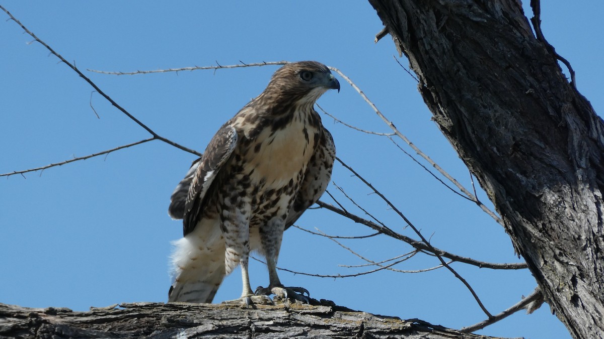 Red-tailed Hawk - ML637657084