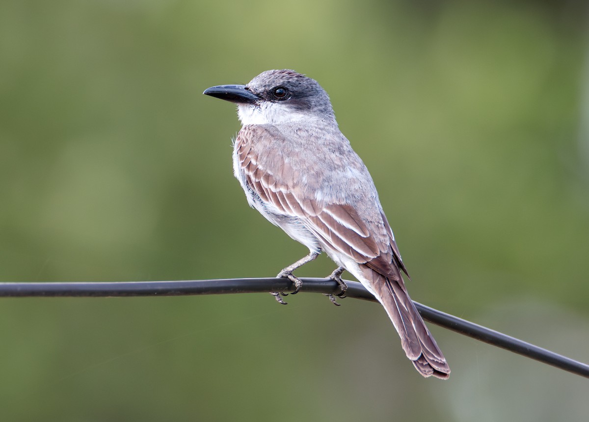 Gray Kingbird - ML637657093