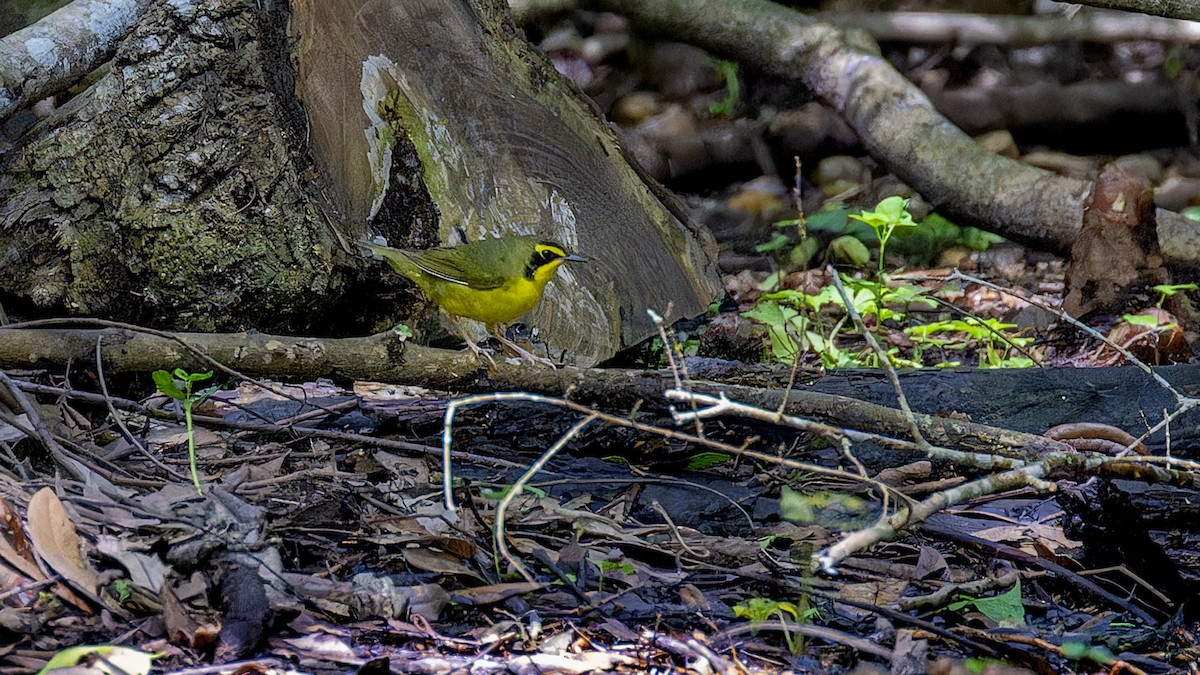 Kentucky Warbler - ML637657094